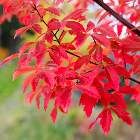 Zimt-Ahorn - Acer griseum - Willemse
