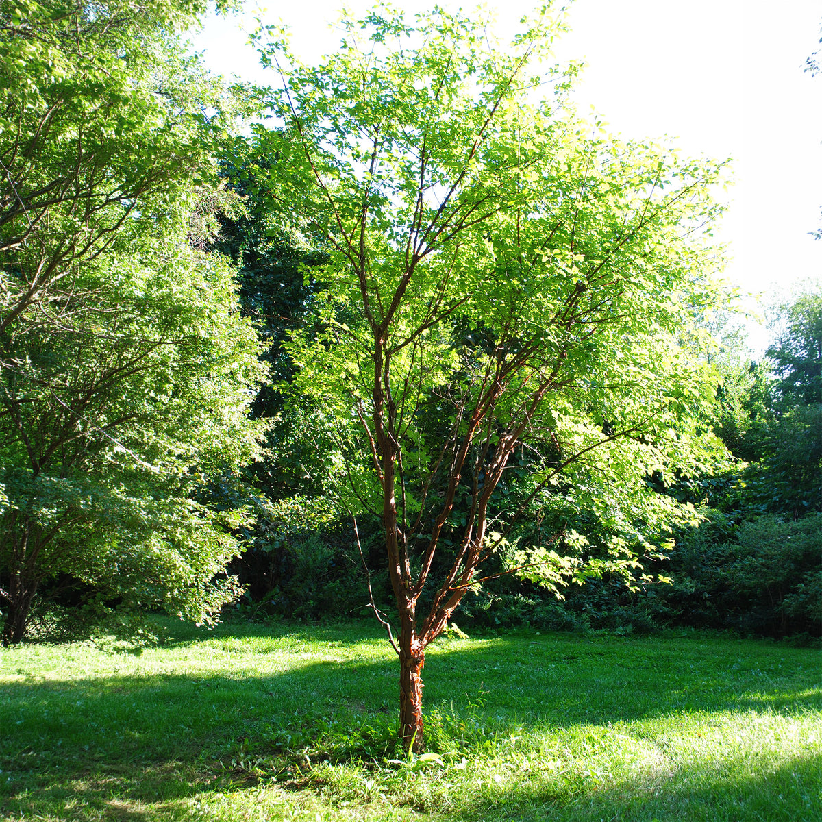 Acer griseum - Zimt-Ahorn - Ahorn