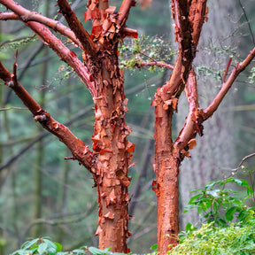 Verkauf Zimt-Ahorn - Acer griseum