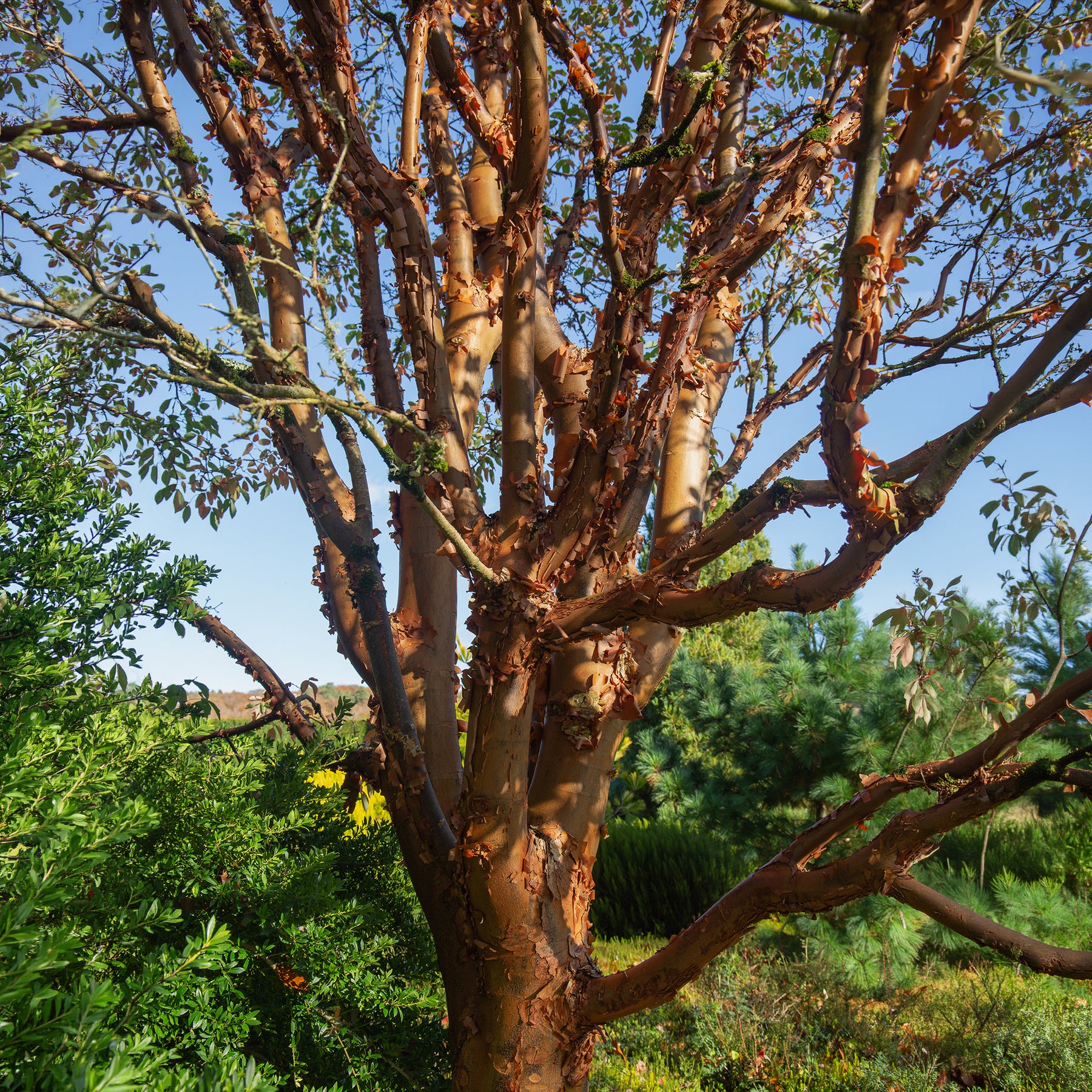 Ahorn - Zimt-Ahorn - Acer griseum