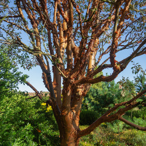 Ahorn - Zimt-Ahorn - Acer griseum