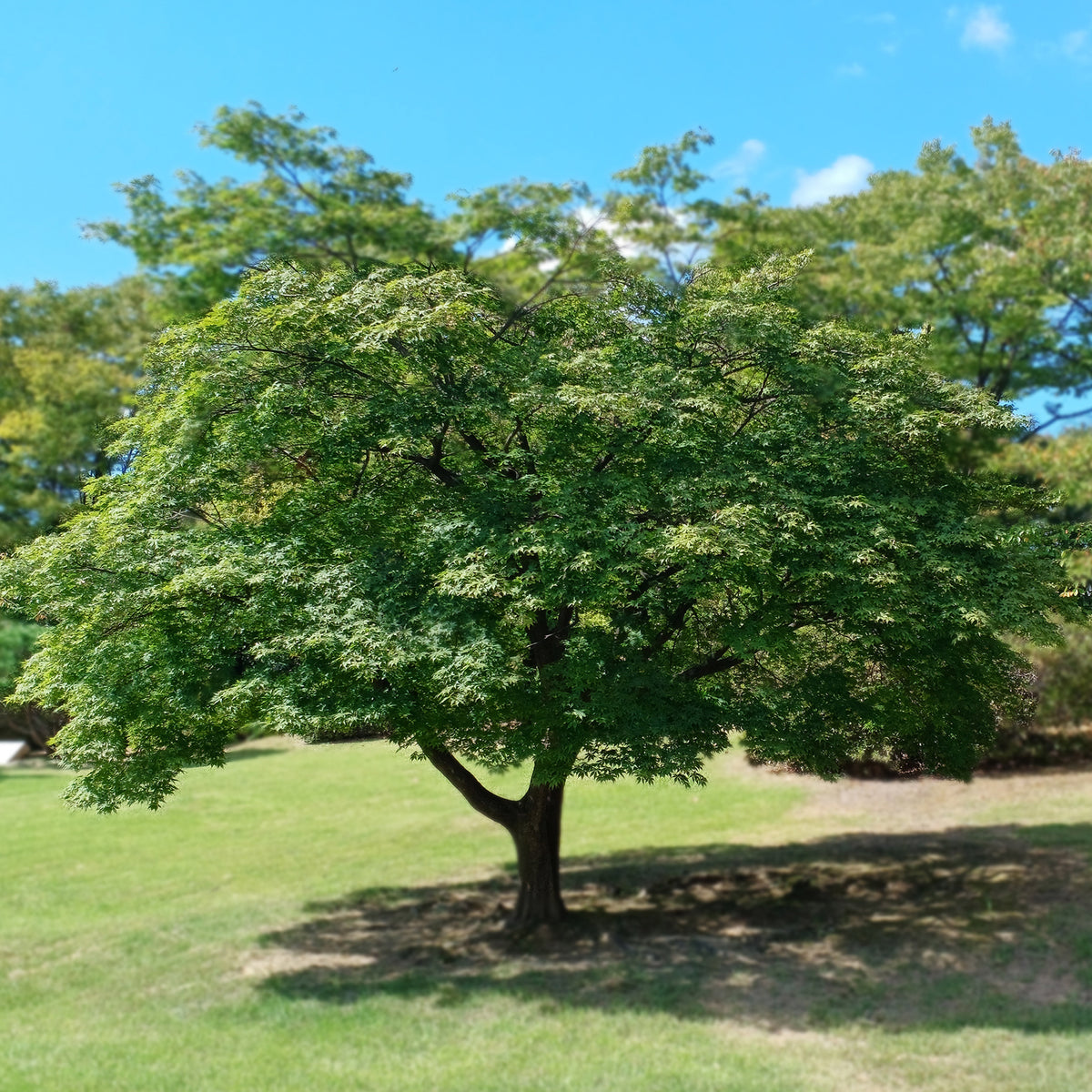 Japanischer Ahorn - Acer palmatum - Willemse
