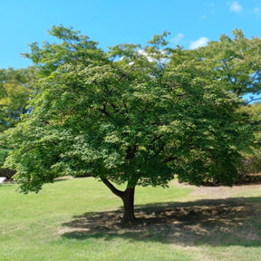 Japanischer Ahorn - Acer palmatum - Willemse