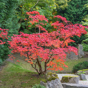 Japanischer Ahorn - Willemse