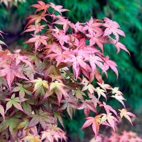 Acer palmatum Deshojo - Japanischer Ahorn Deshojo - Japanischer Ahorn