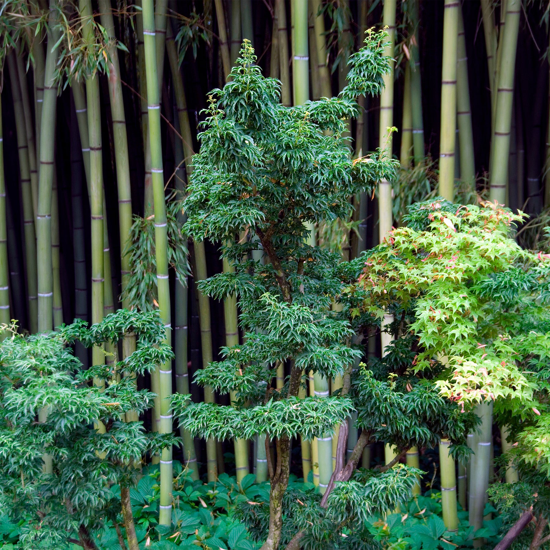 Acer palmatum Shishigashira - Japanischer Ahorn Shishigashira - Japanischer Ahorn