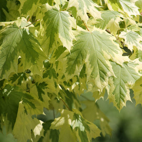 Ahorn - Bunter Spitzahorn Drummondii - Acer platanoides Drummondii