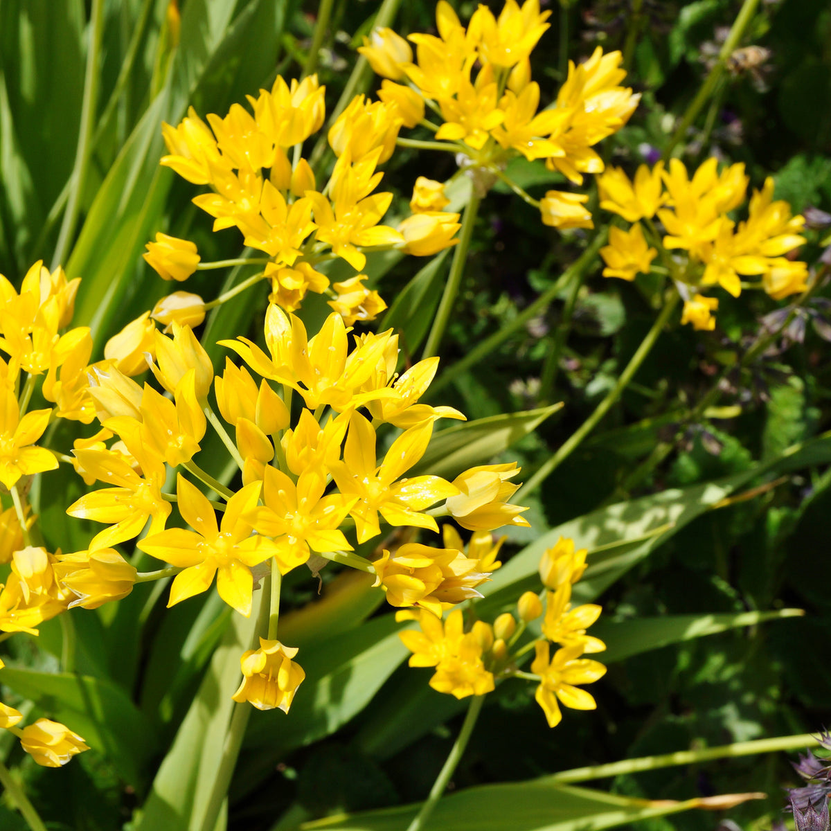 Allium moly - Goldlauch - Allium-Zwiebeln