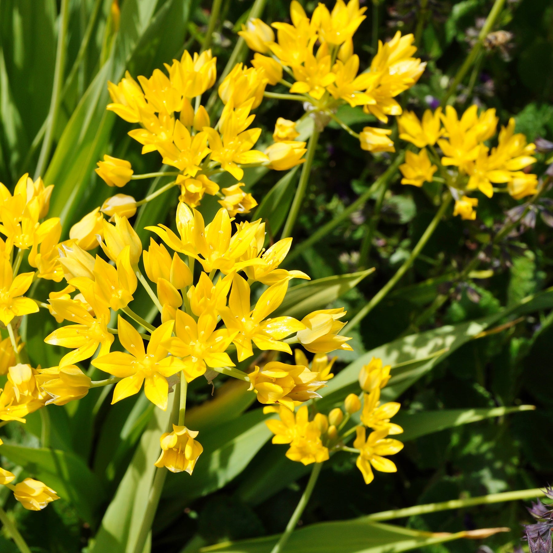  - Goldlauch - Allium-Zwiebeln