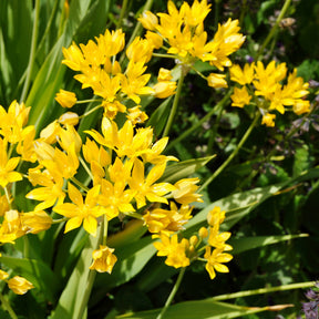  - Goldlauch - Allium-Zwiebeln