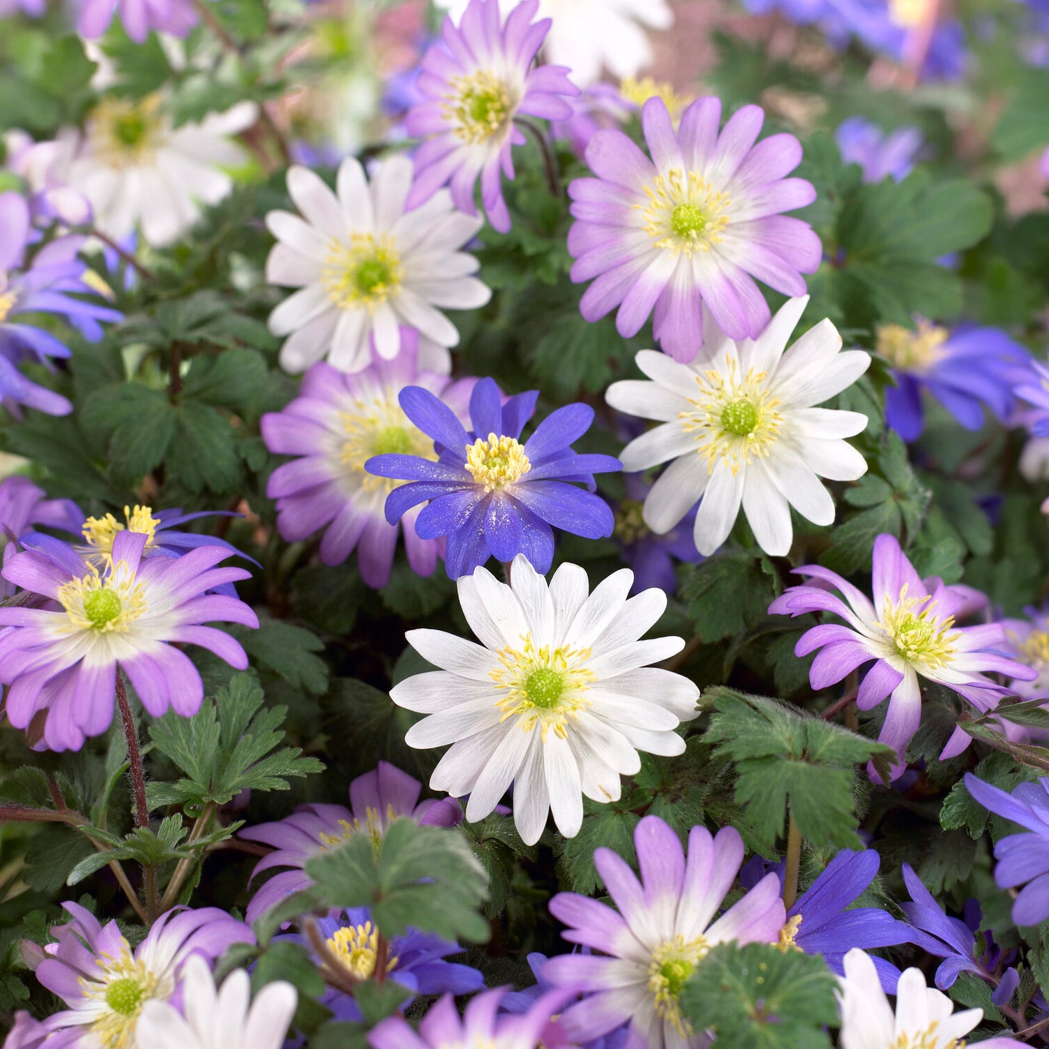 Anemone blanda Mischung -  - Willemse