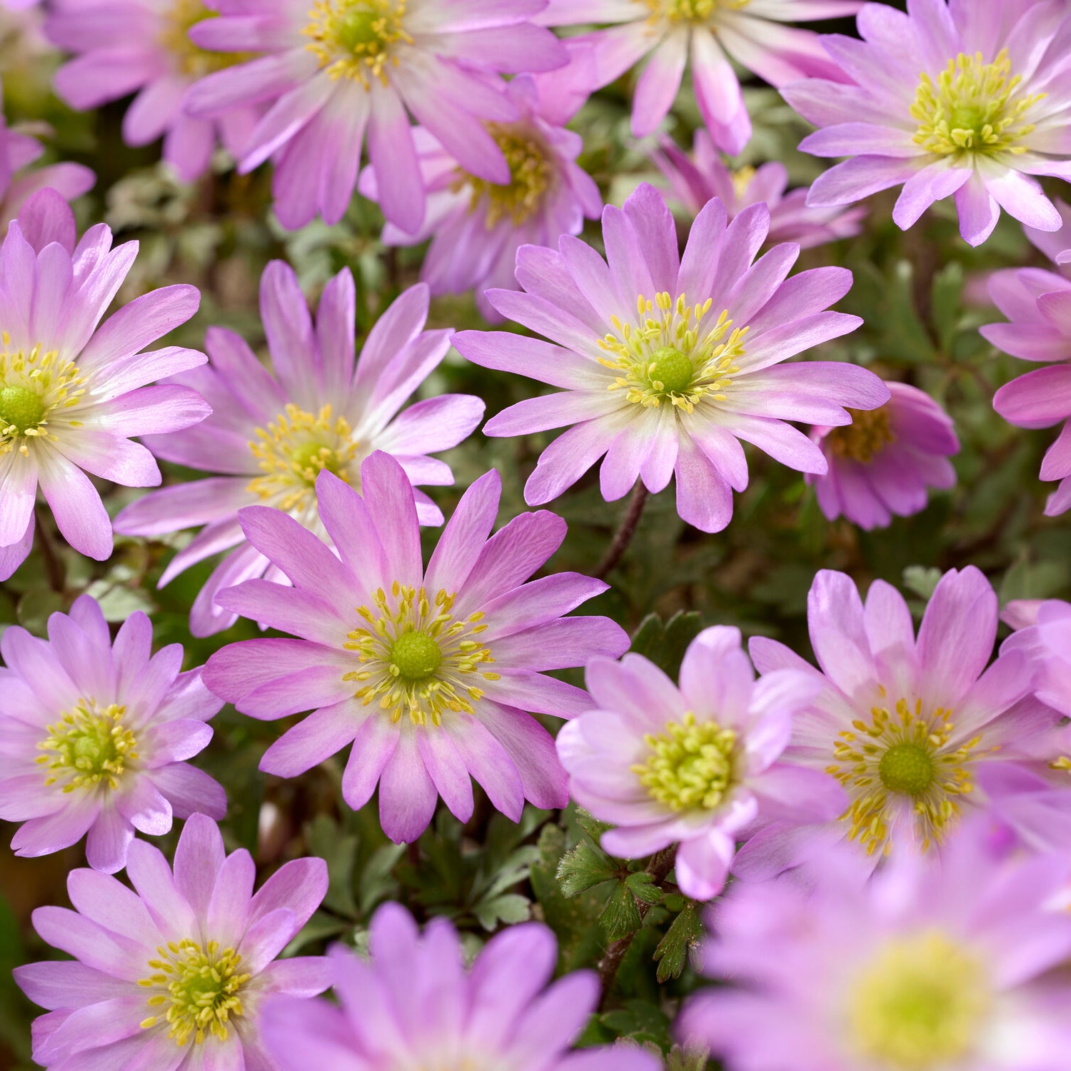 Anemone Pink Star -  - Willemse