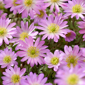 Anemone Pink Star -  - Willemse