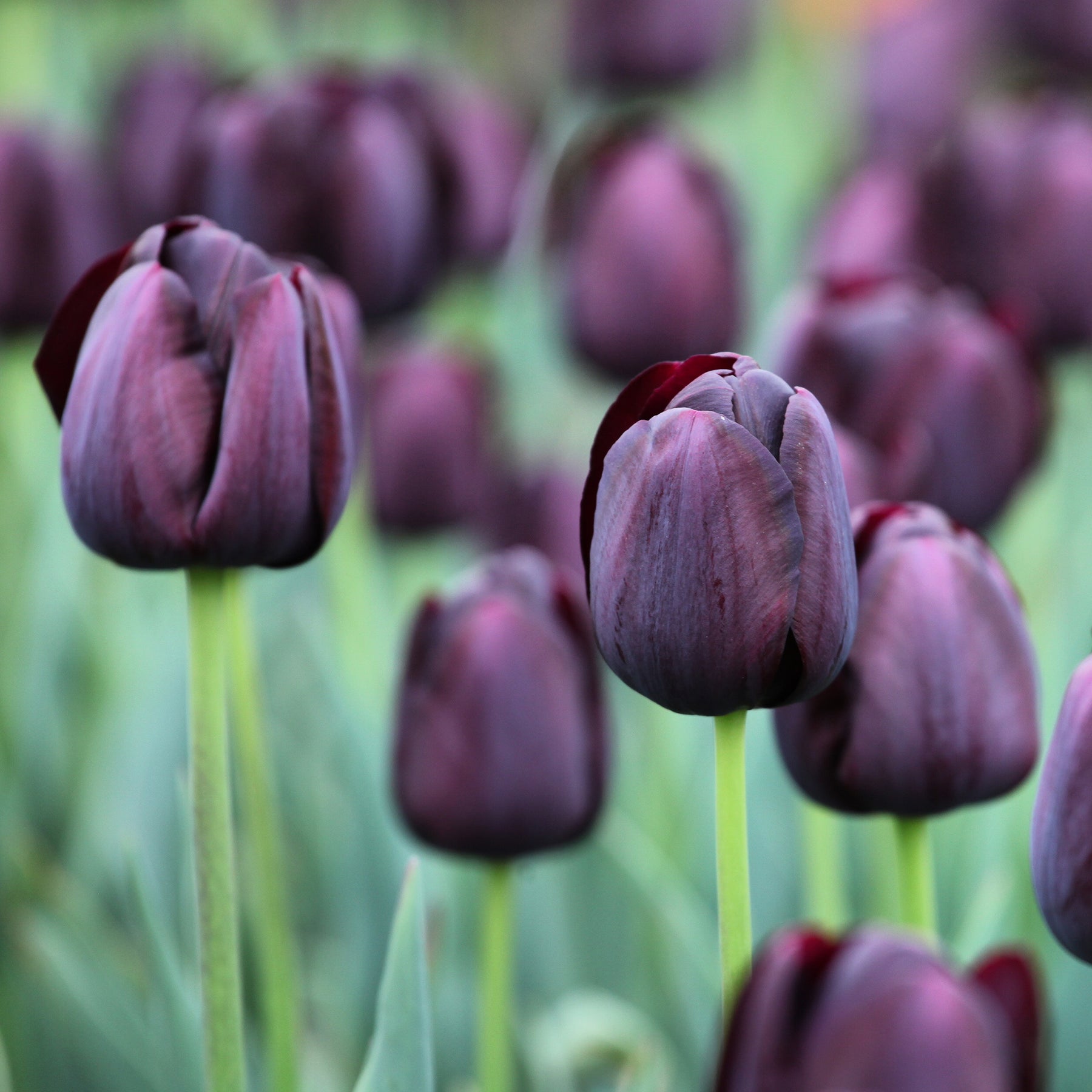 Tulpe Queen of Night - Willemse