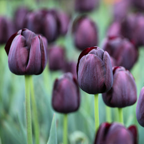 Tulpe Queen of Night
