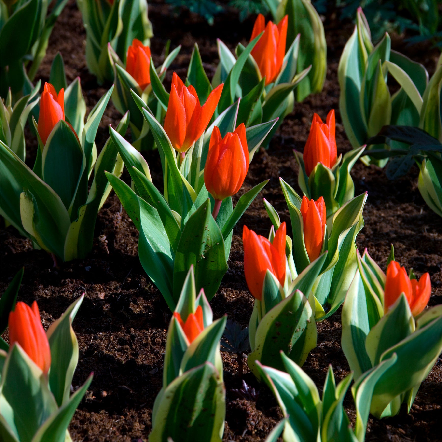  - Tulpe Unicum - Tulpen-Zwiebeln