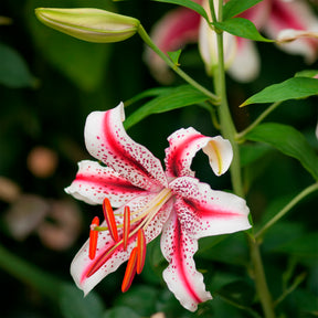  - Trio duftende orientalische Lilien - Lilien-Zwiebeln