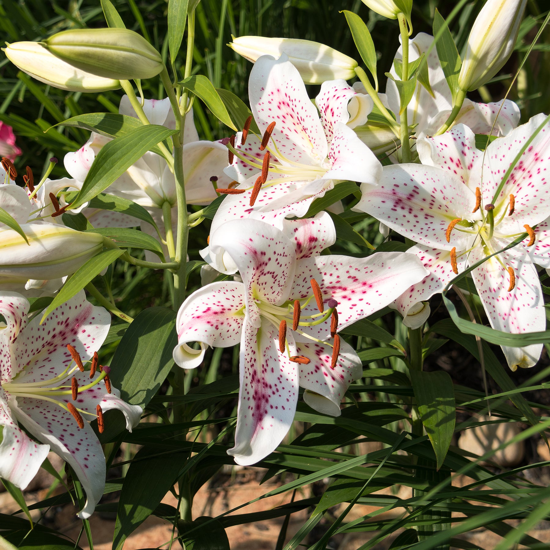 Trio duftende orientalische Lilien