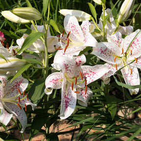 Trio duftende orientalische Lilien