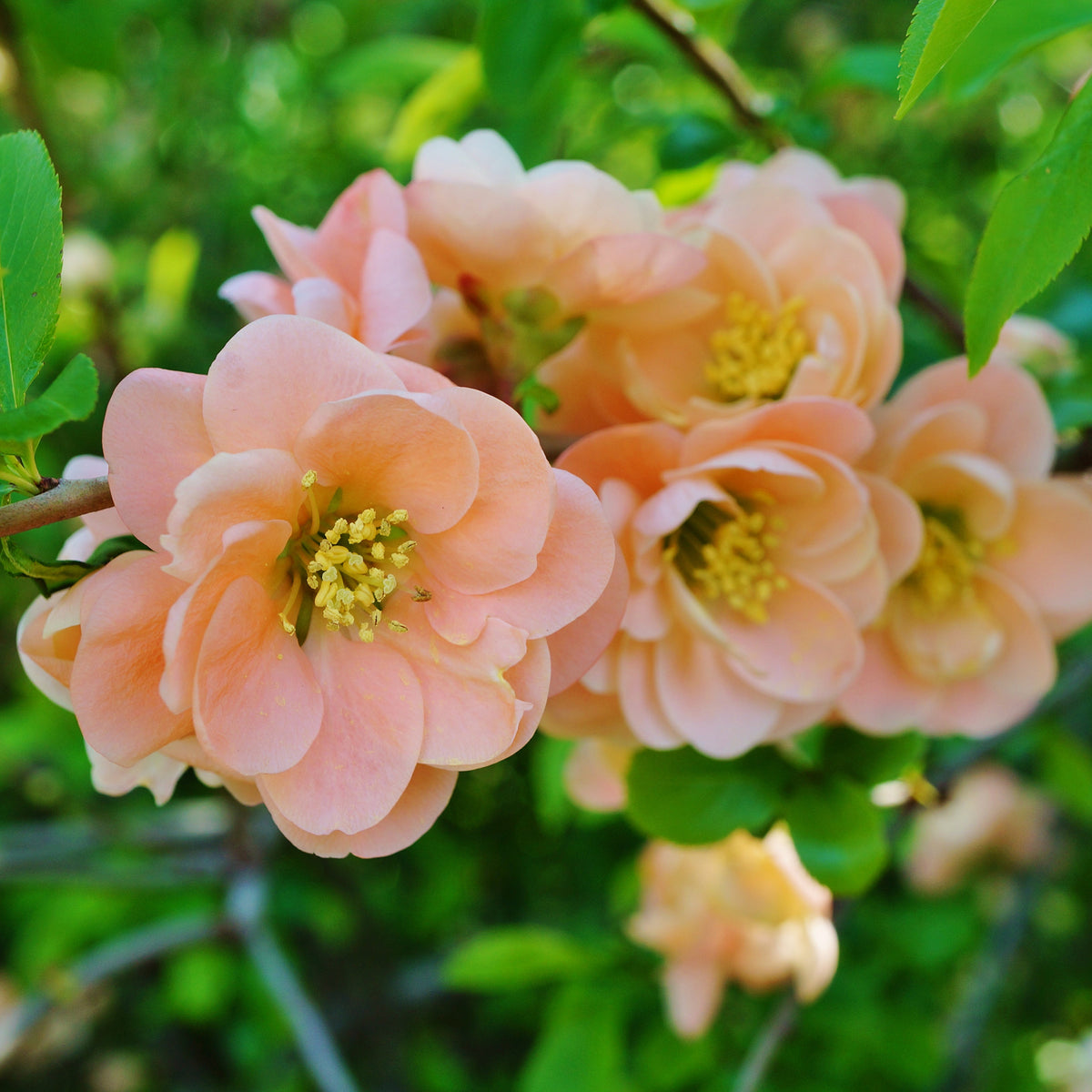 Japanische Zierquitte Geisha Girl - Chaenomeles speciosa Geisha Girl - Willemse