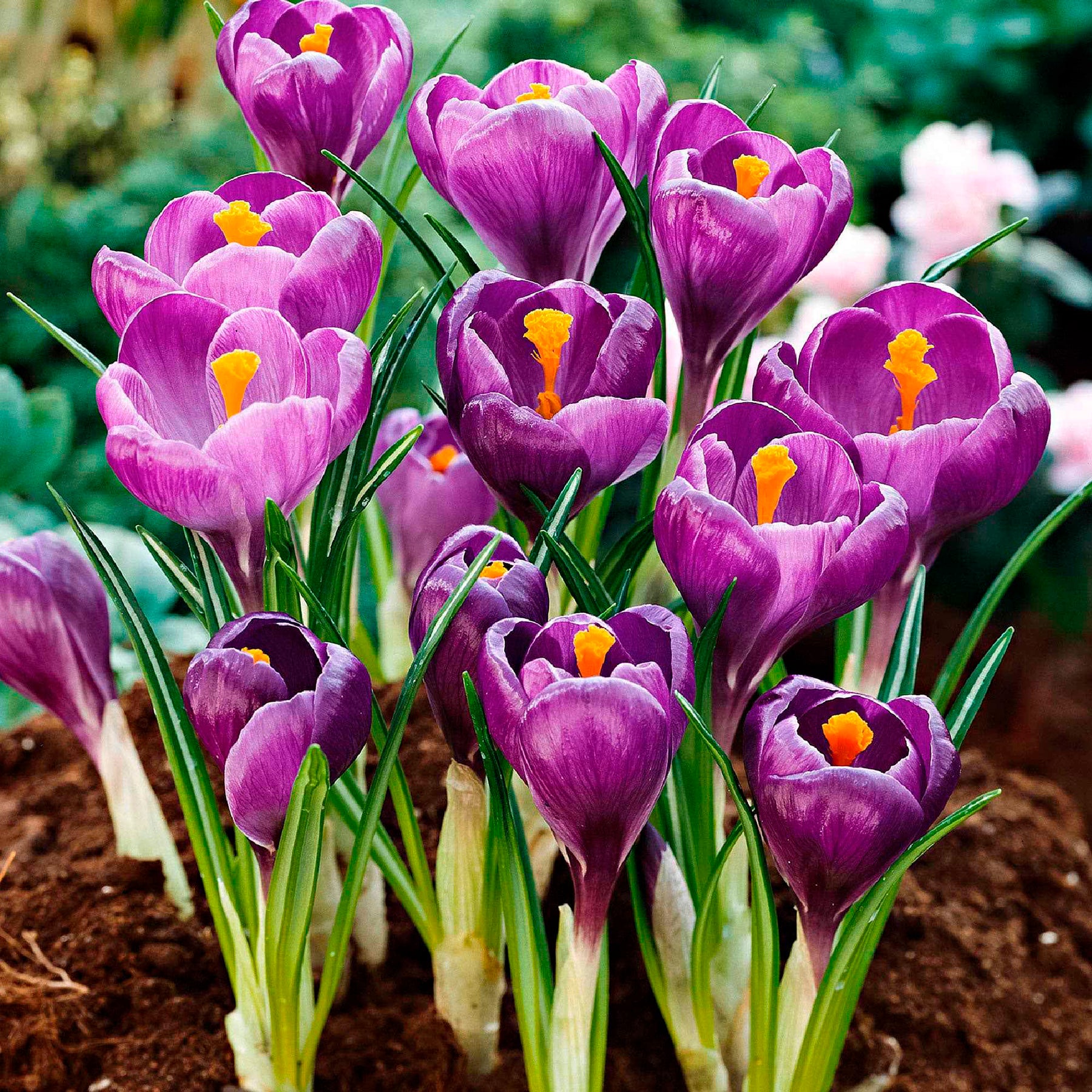 50 bienenfreundliche Blumenzwiebeln violett und weiß