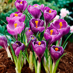 50 bienenfreundliche Blumenzwiebeln violett und weiß