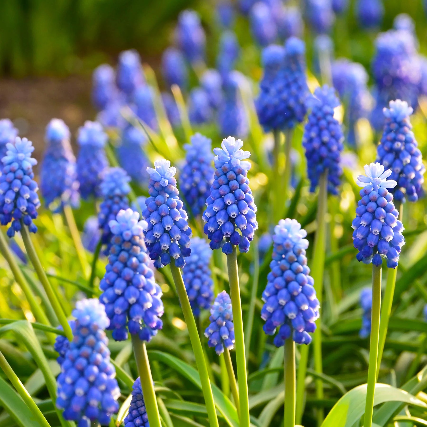  - 50 bienenfreundliche Blumenzwiebeln violett und weiß - Zwiebelmix
