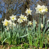 Narcissus Mount Hood - Narzisse Mount Hood - Narzissen-Zwiebeln