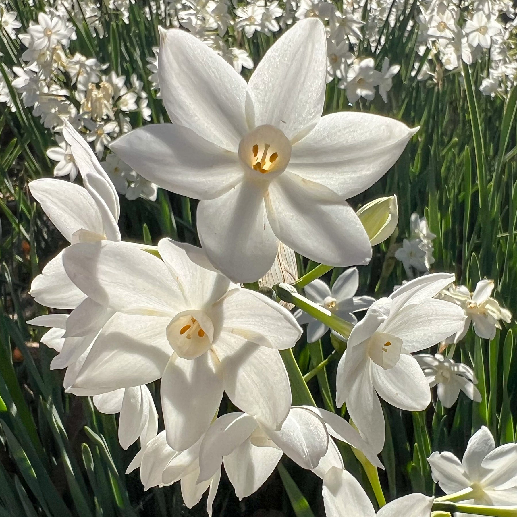 Narzisse Paperwhite - Willemse