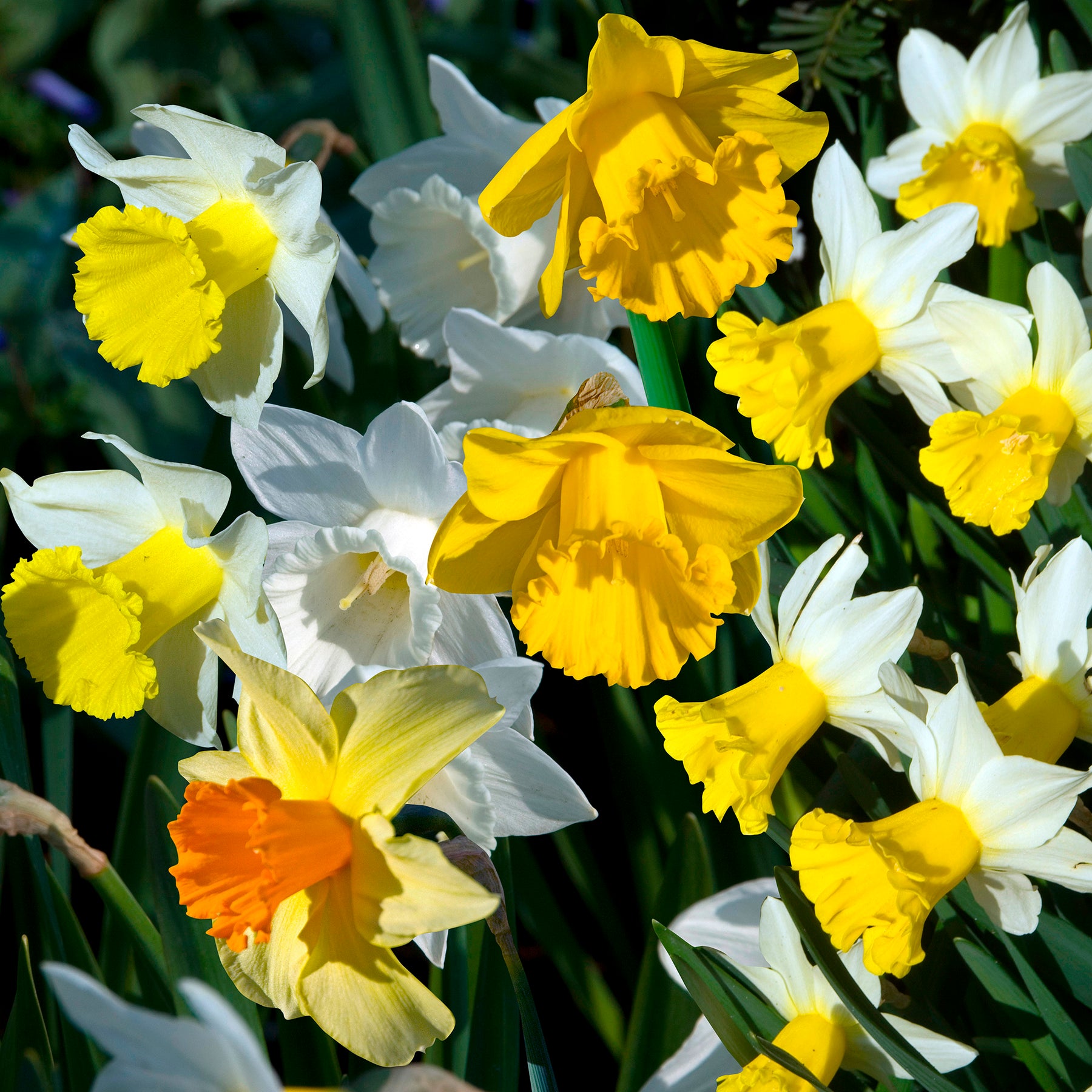 Zwiebelmix - Frühlingsblumenzwiebeln für Regenbogenbeet - 