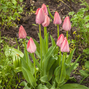 Verkauf Frühlingsblumenzwiebeln für Regenbogenbeet - 