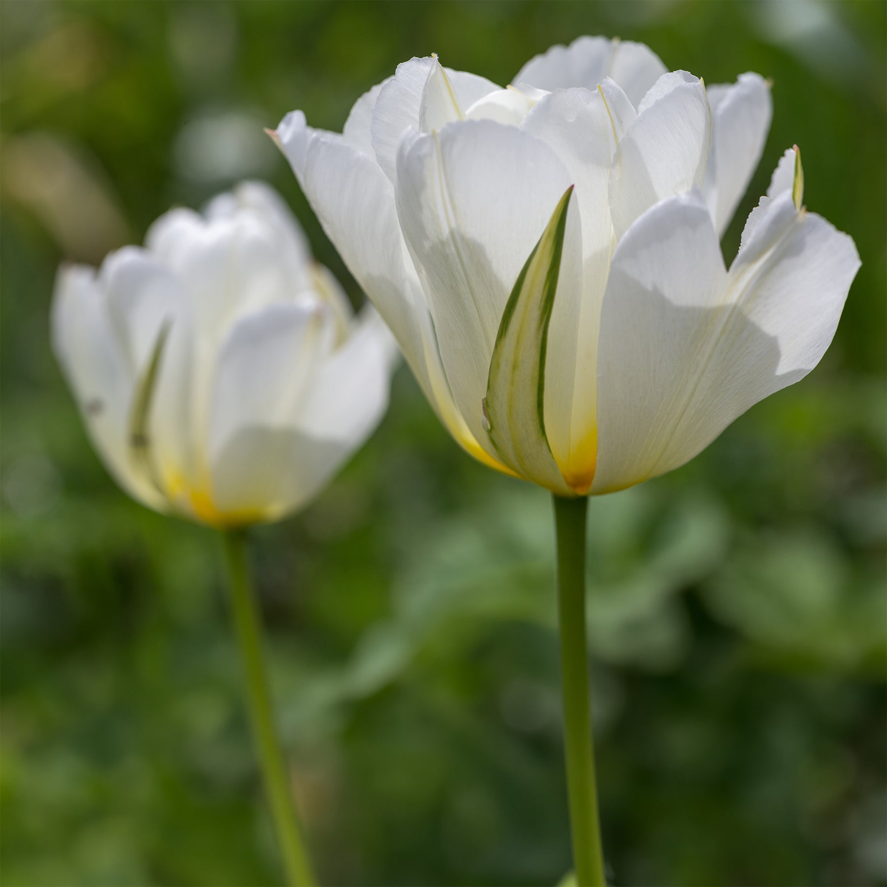 Frühlingsblumenzwiebeln für rot-weißes Beet