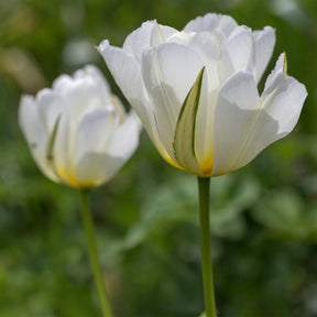 Frühlingsblumenzwiebeln für rot-weißes Beet