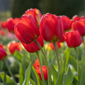 Frühlingsblumenzwiebeln für rot-weißes Beet