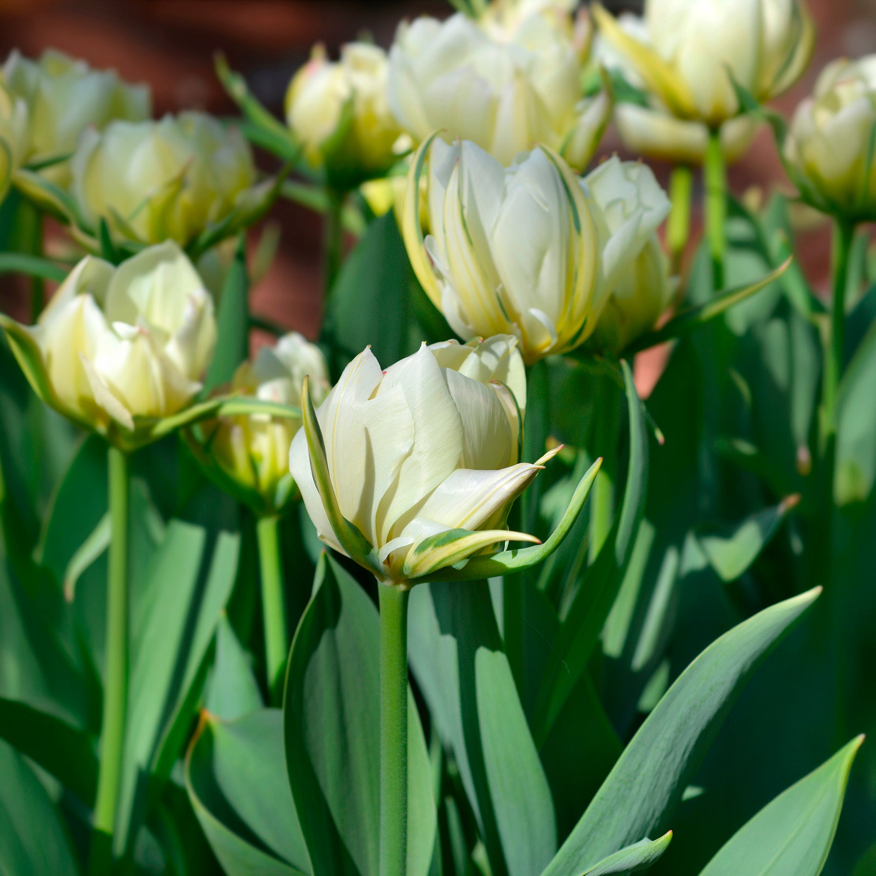 Frühlingsblumenzwiebeln für rot-weißes Beet