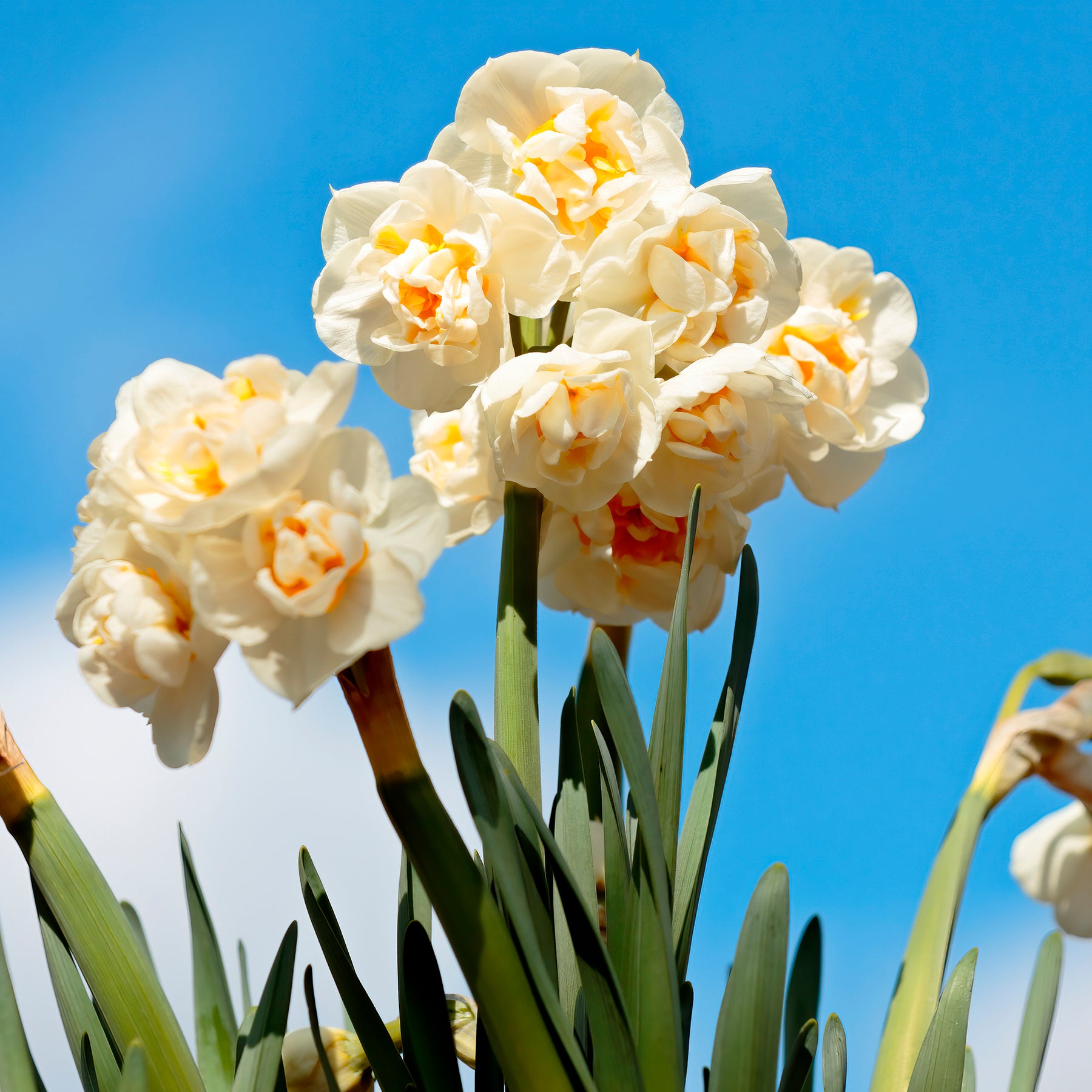  - Tulpe Van Eijk & Narzisse Bridal Crown - Tulpen-Zwiebeln