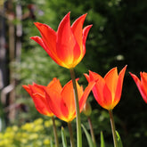 Tulpe Ballerina - Tulipa Ballerina - Willemse