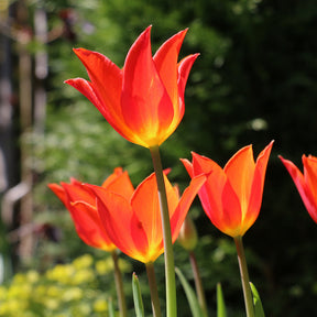 Tulpe Ballerina -  - Willemse