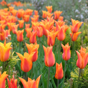 Tulpe Ballerina
