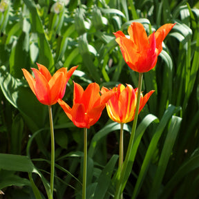 Tulpe Ballerina