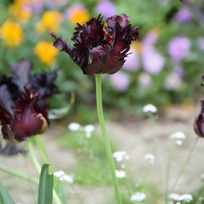 Tulpe Black Parrot -  - Willemse