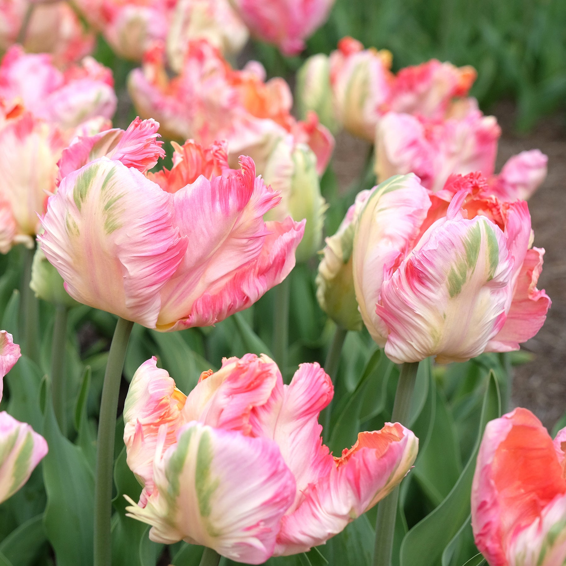 Papageien-Tulpe Pink Vision