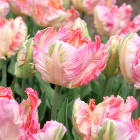 Papageien-Tulpe Pink Vision - Willemse