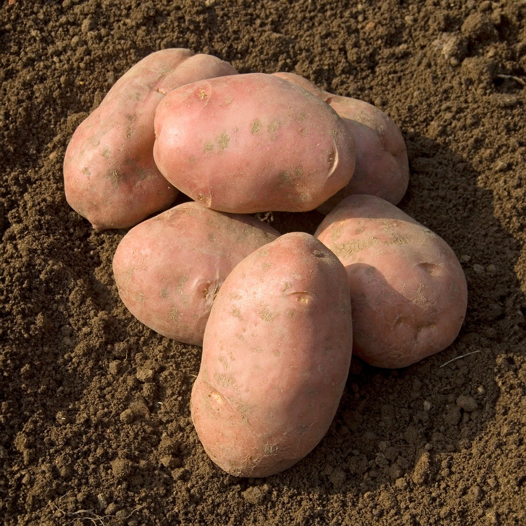 Kartoffel ‘Desirée’