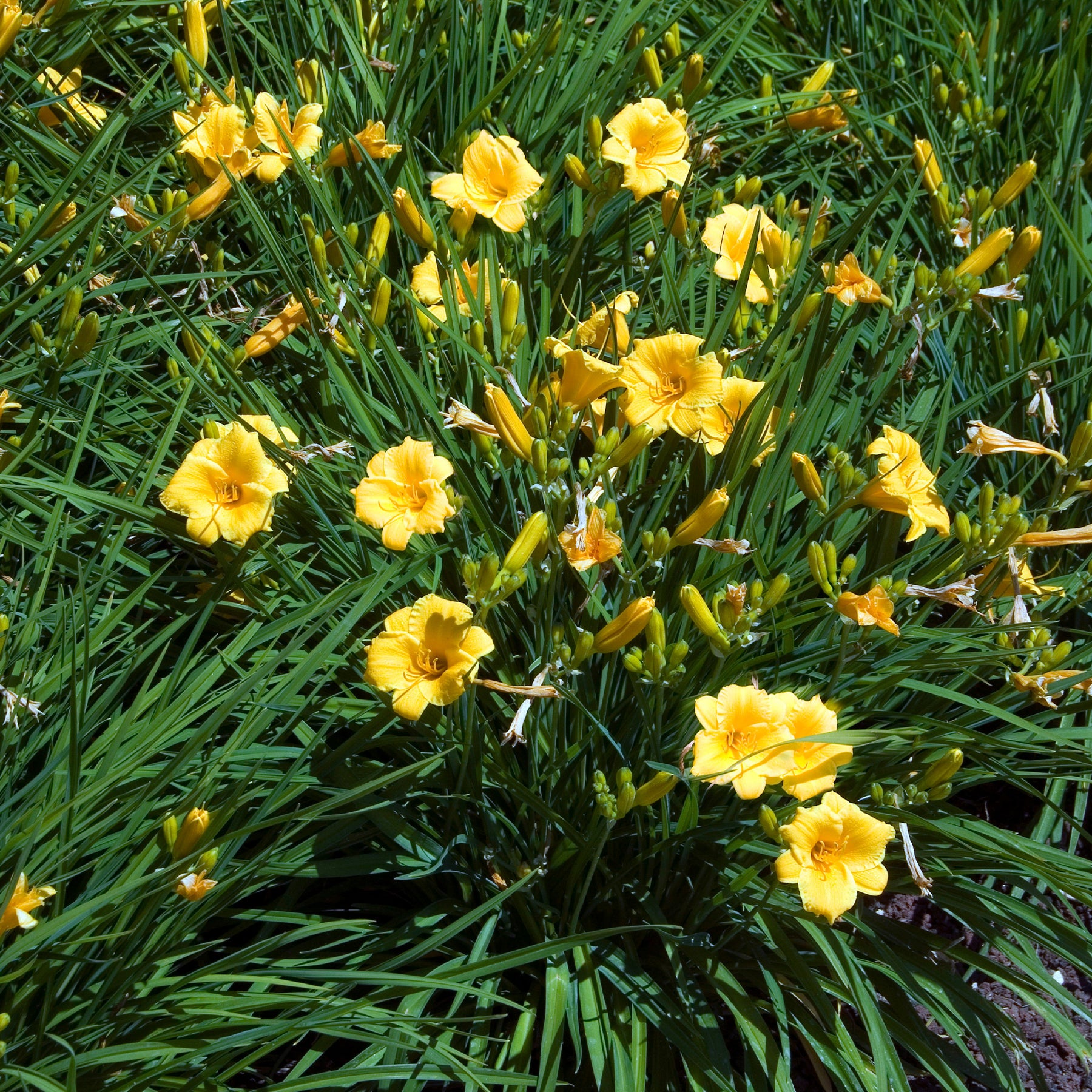 Taglilie ‘Stella de Oro’ - Willemse