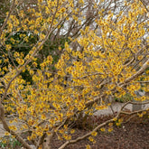 Chinesische Zaubernuss - Hamamelis mollis - Willemse