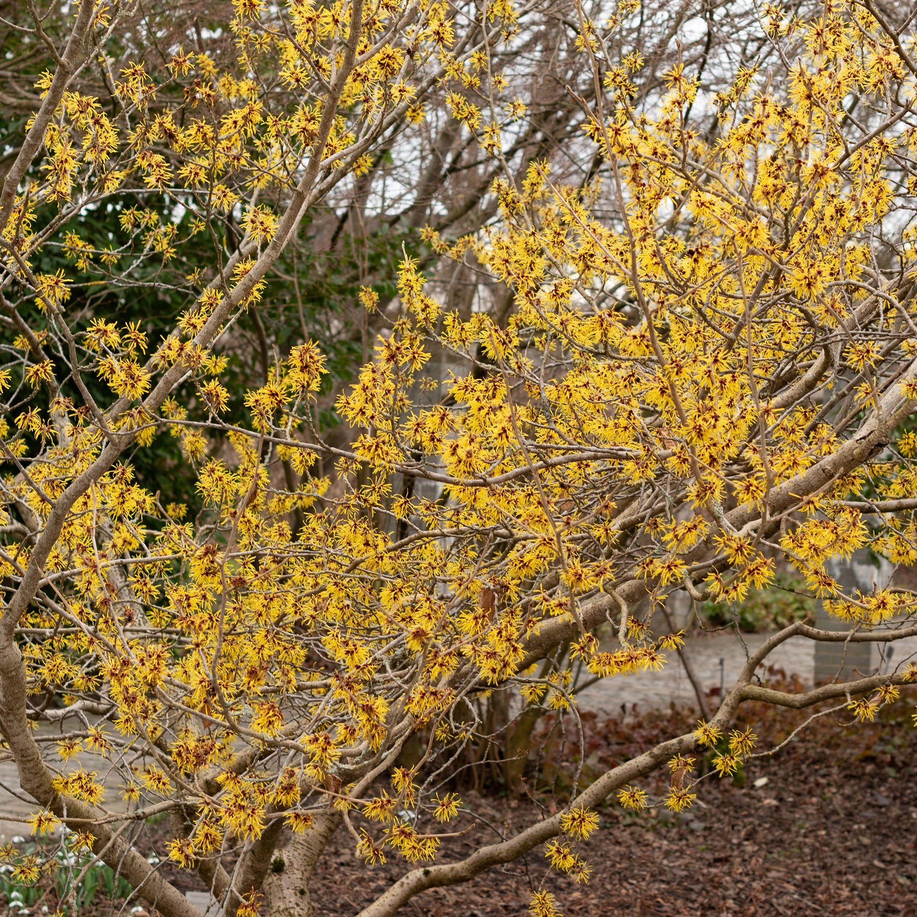 Chinesische Zaubernuss - Hamamelis mollis - Willemse