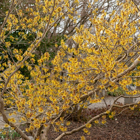 Chinesische Zaubernuss - Hamamelis mollis - Willemse