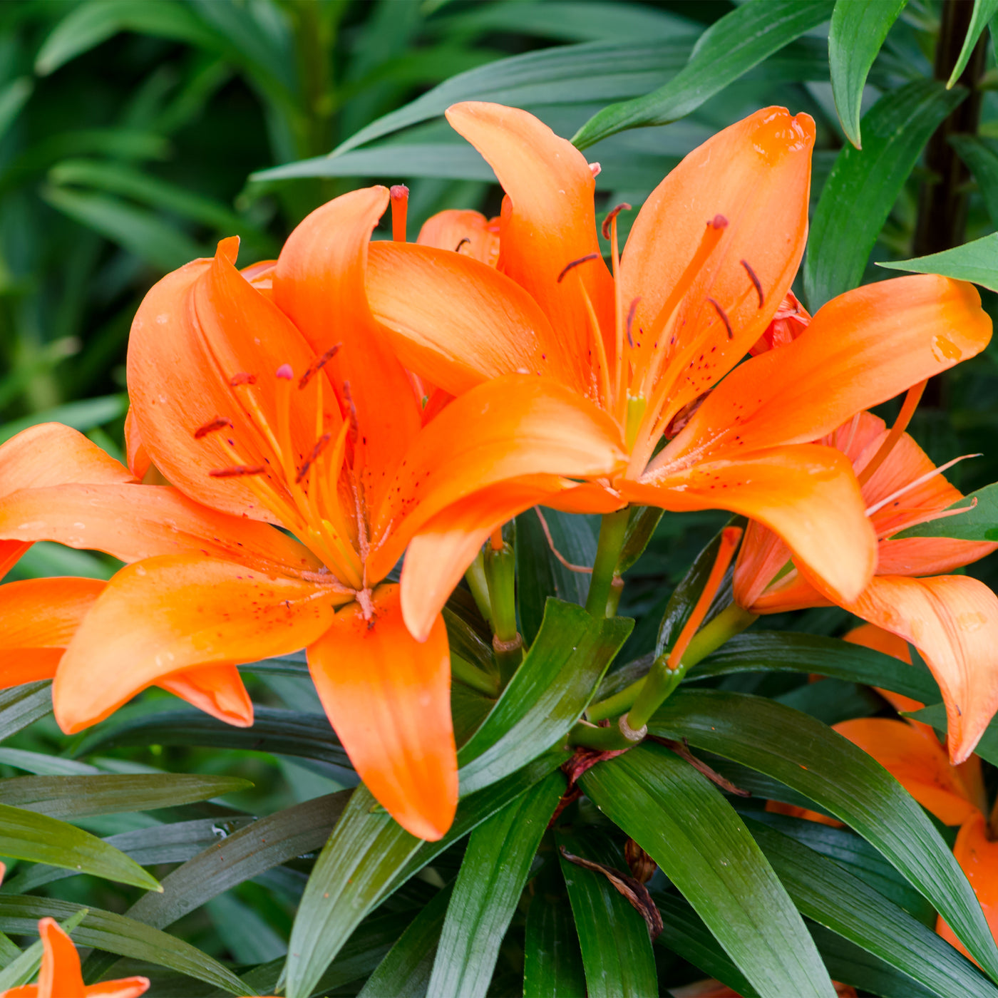 Lilien Orange (x3) - Lilium - Willemse