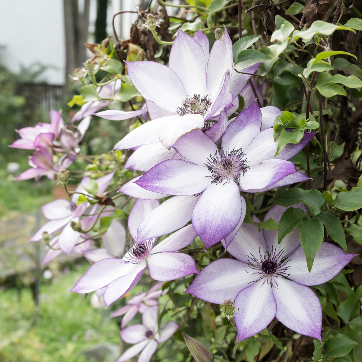 Waldrebe Fond Memories - Clematis florida fond memories - Willemse